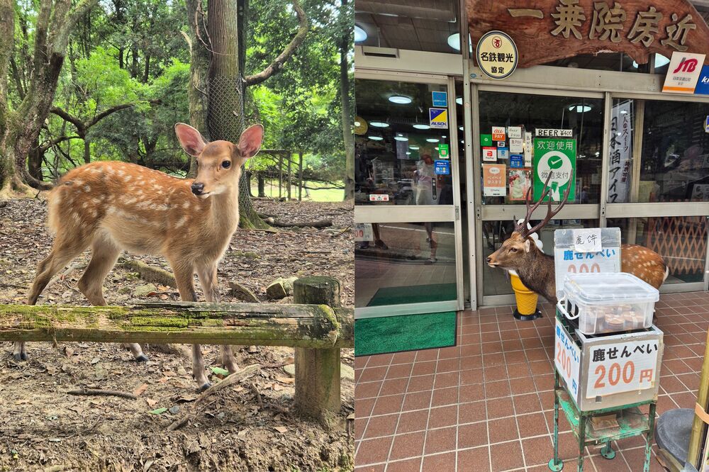 I cervi di Nara